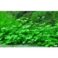 Aquaone Wasserpflanze Aquarium Pflanze Hydrocotyle tripartita Nr.339B