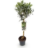 Florora Olivenbaum Olea Europaea - Olivenbaum - 90 cm – Topf 19 cm