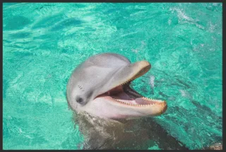 Fussmatte Delfin 6297 | Größe: 60 cm x 45 cm