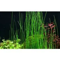 Aquaone Wasserpflanze Aquariumpflanze Eleocharis montevidensis Nr.132D
