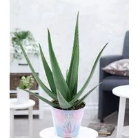 BALDUR Garten Zimmerpflanze XXL Aloe Vera, 55-65 cm hoch, 1 St., Barbadosiensis, pflegeleicht