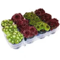 Exotenherz Topfpflanze Hauswurz - Set aus 12 verschiedenen Sempervivum-Sorten